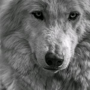 Meet your Posher, Cherie